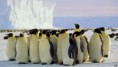 /album/fotogaleria-inicio/pinguinos-invierno-antartico-jpg/